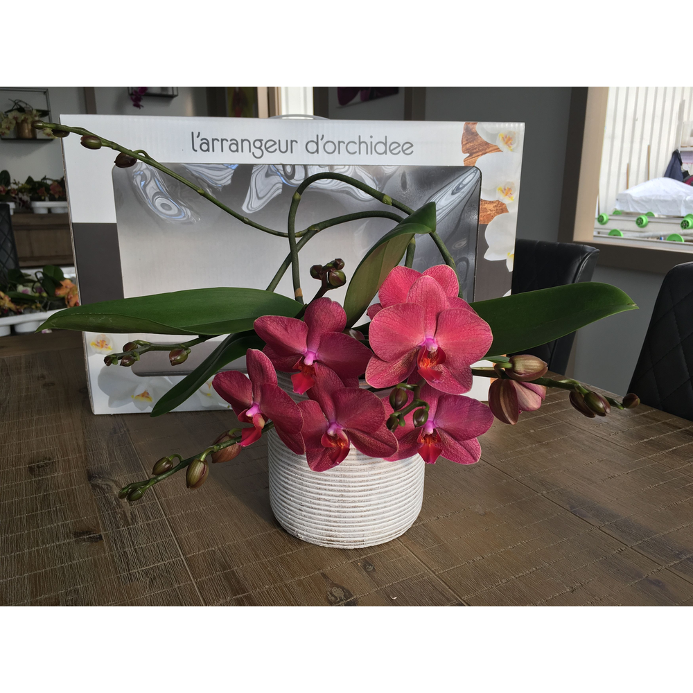 L'arrangeur D'orchidee Gemengd (RIJP).