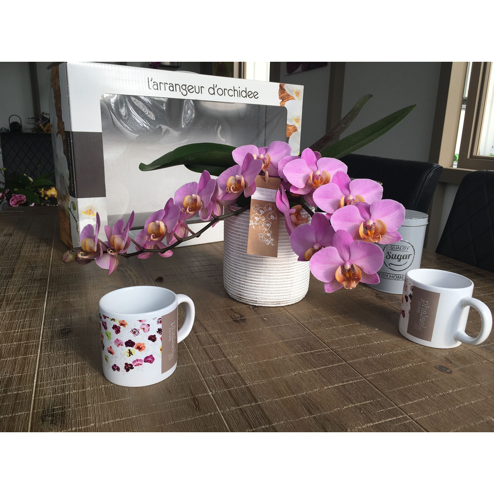 L'arrangeur D'orchidee Gemengd (GROEN).