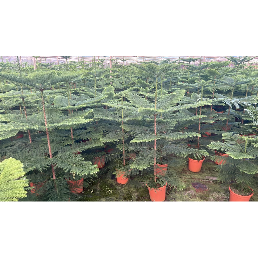 araucaria heterophylla.