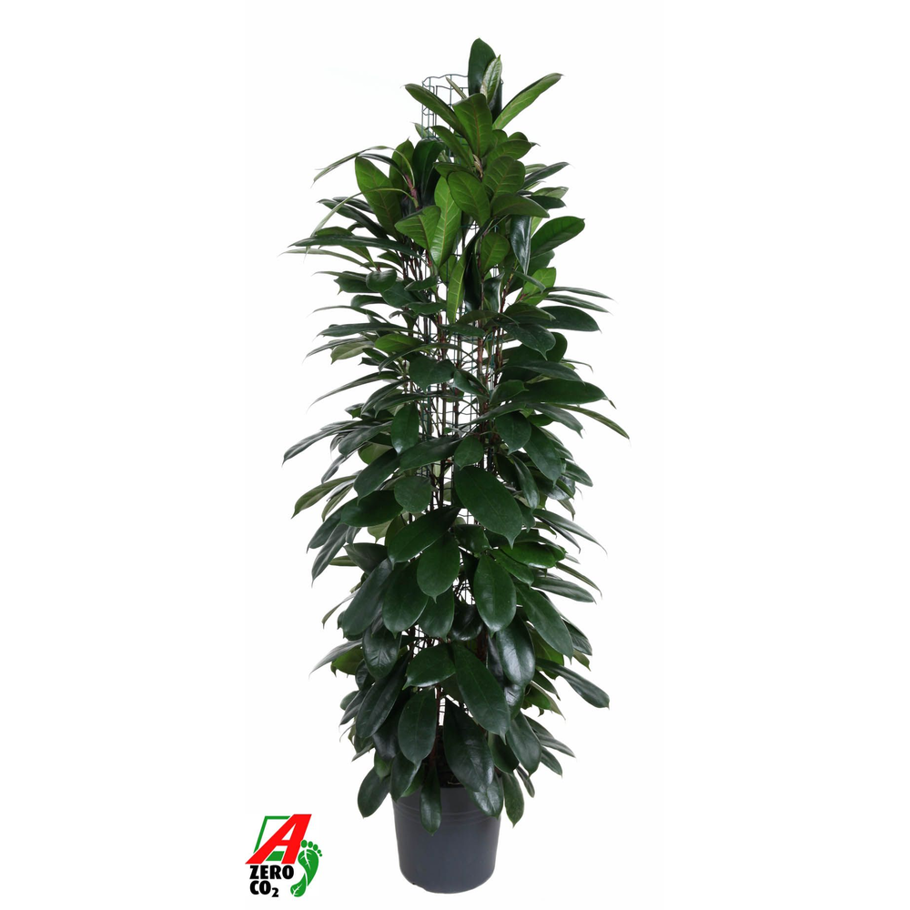Ficus Cyatistipula zuil P27 (NO GAP).