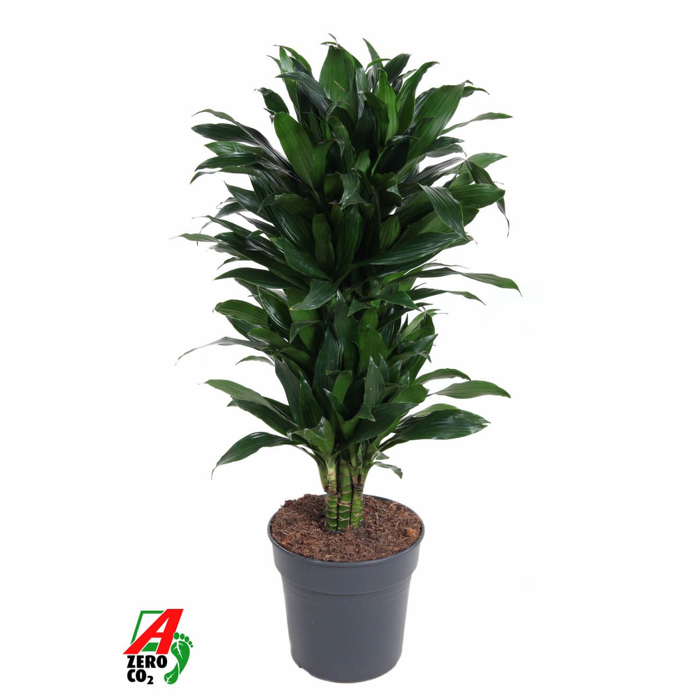 Dracaena Green Jewel vertakt P27.