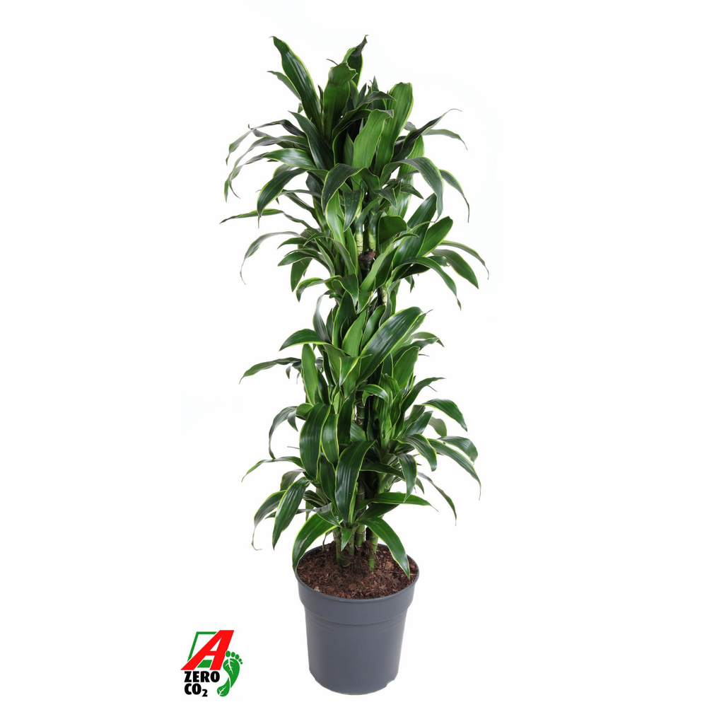 Dracaena Arturo vertakt P31.