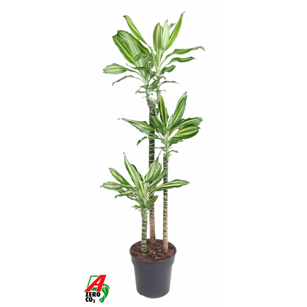 Dracaena Silver Dream 90-60-30.
