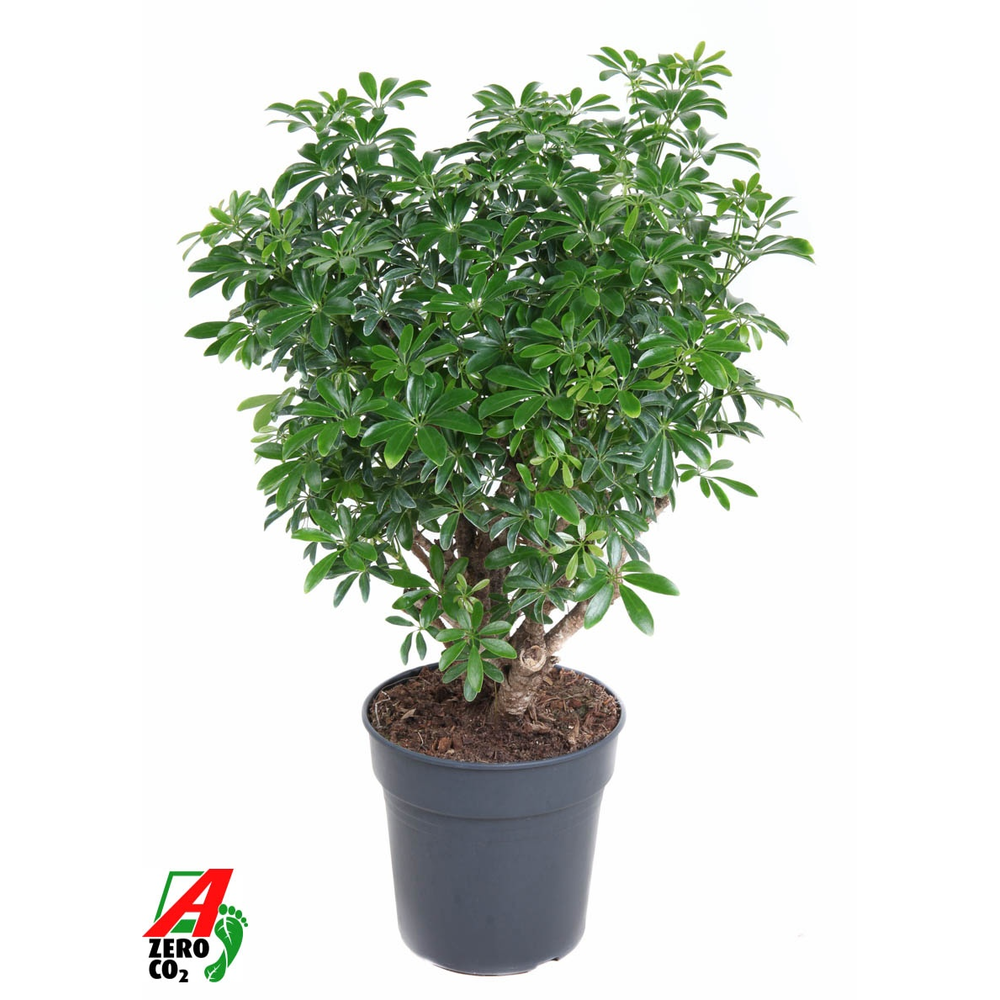 Schefflera Luseana P24.