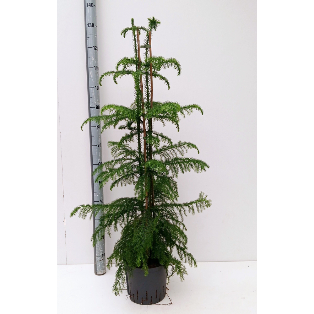 araucaria hydro.