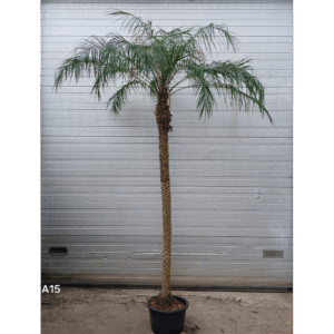 PHOENIX ROEBILINI HYDRO.
