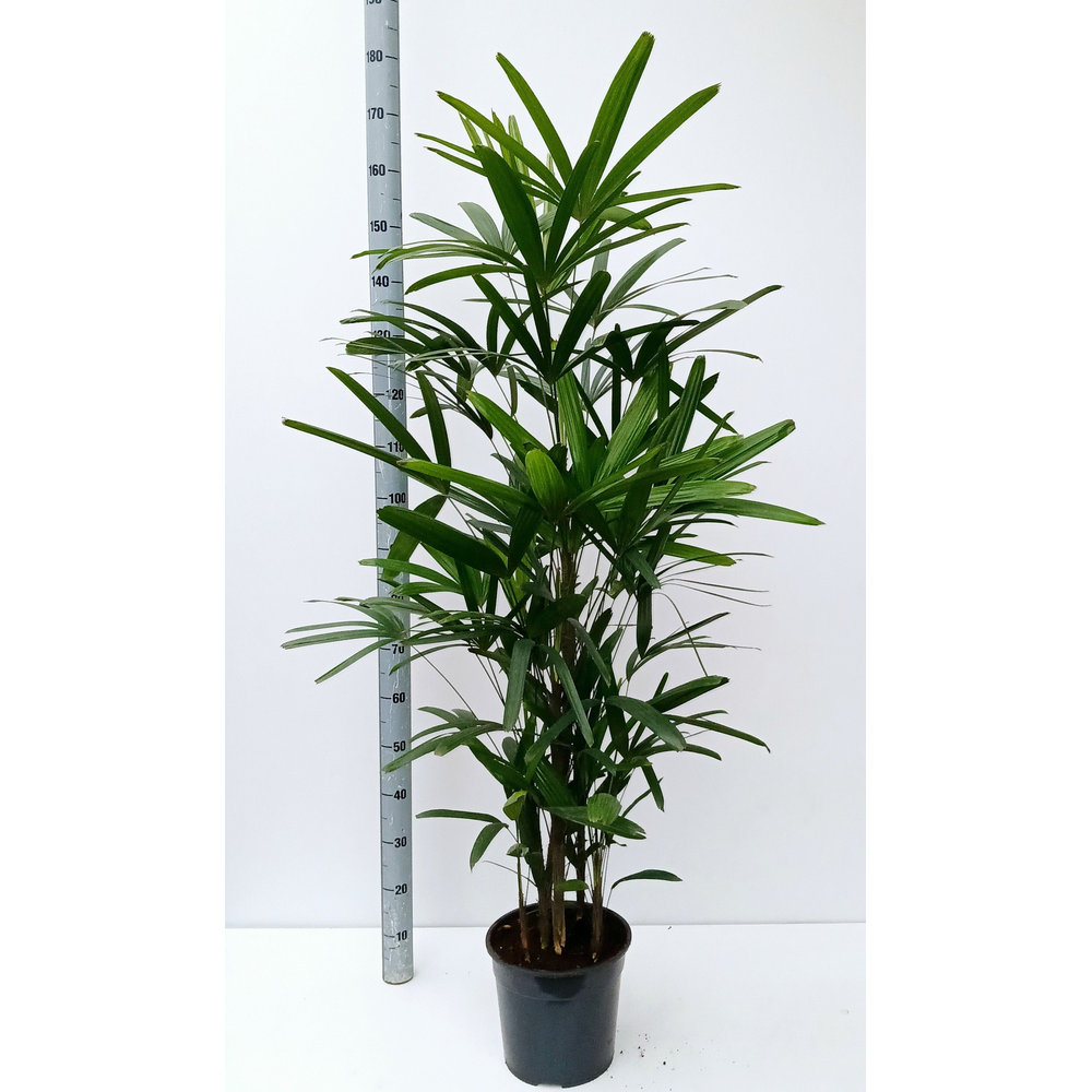 Rhapis.