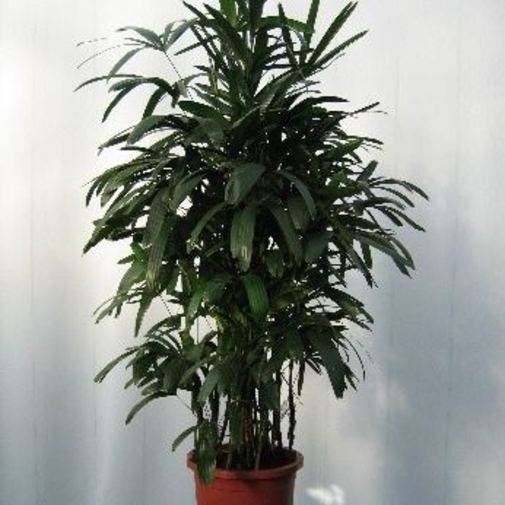 rhapis.