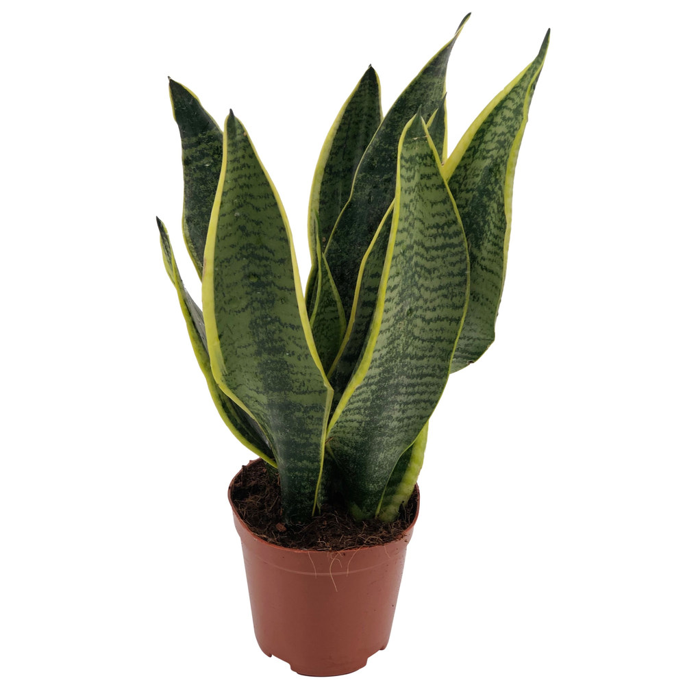 Sansevieria Superba 2pp 35-40cm.