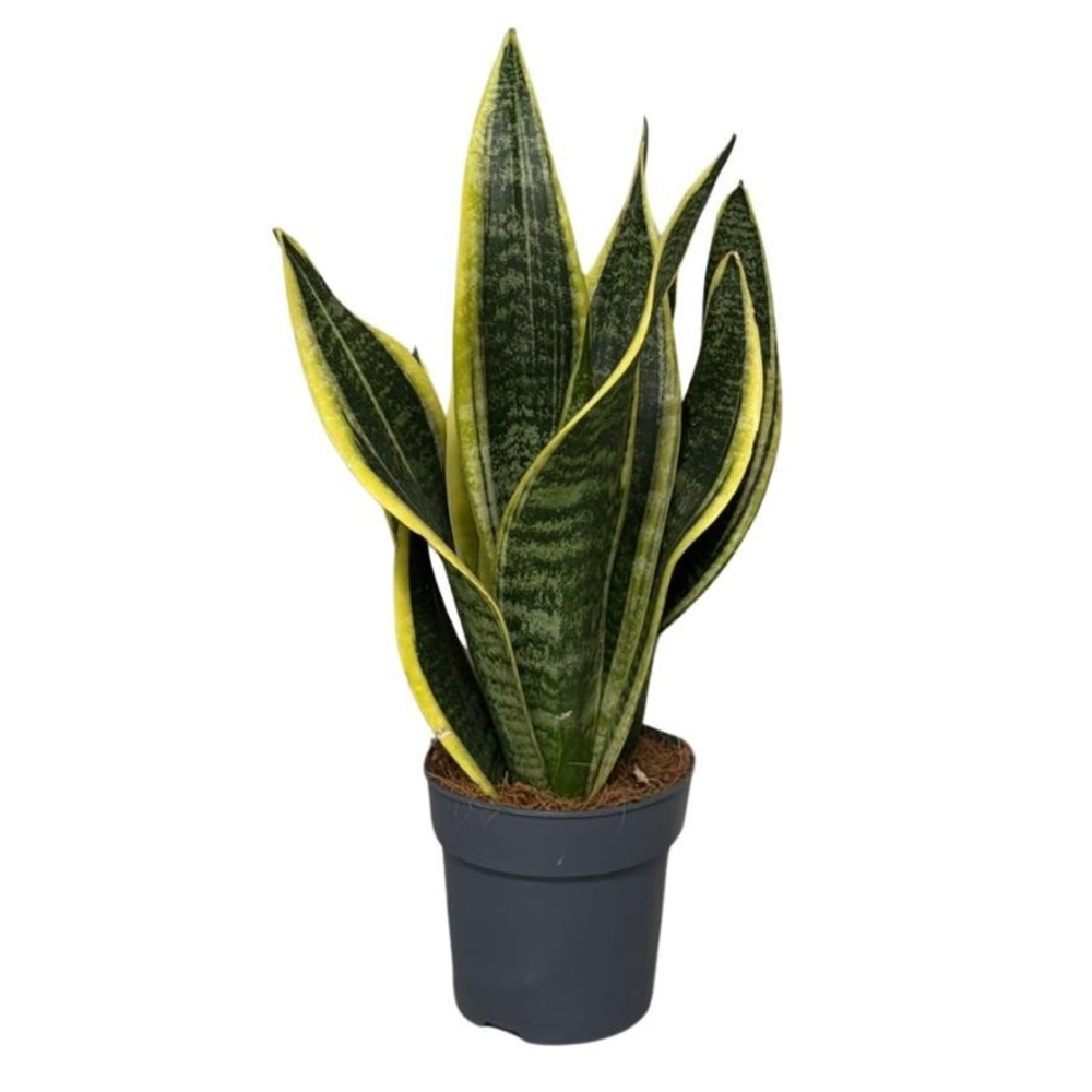 Sansevieria Superba 3pp 35-40cm.
