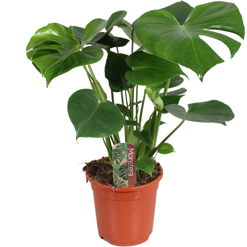 Monstera deliciosa 17cm 60-70cm.