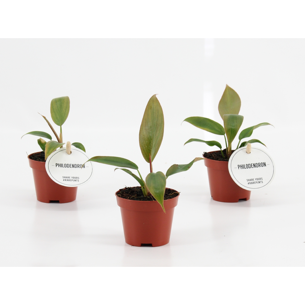 Philodendron Florida Bronze.