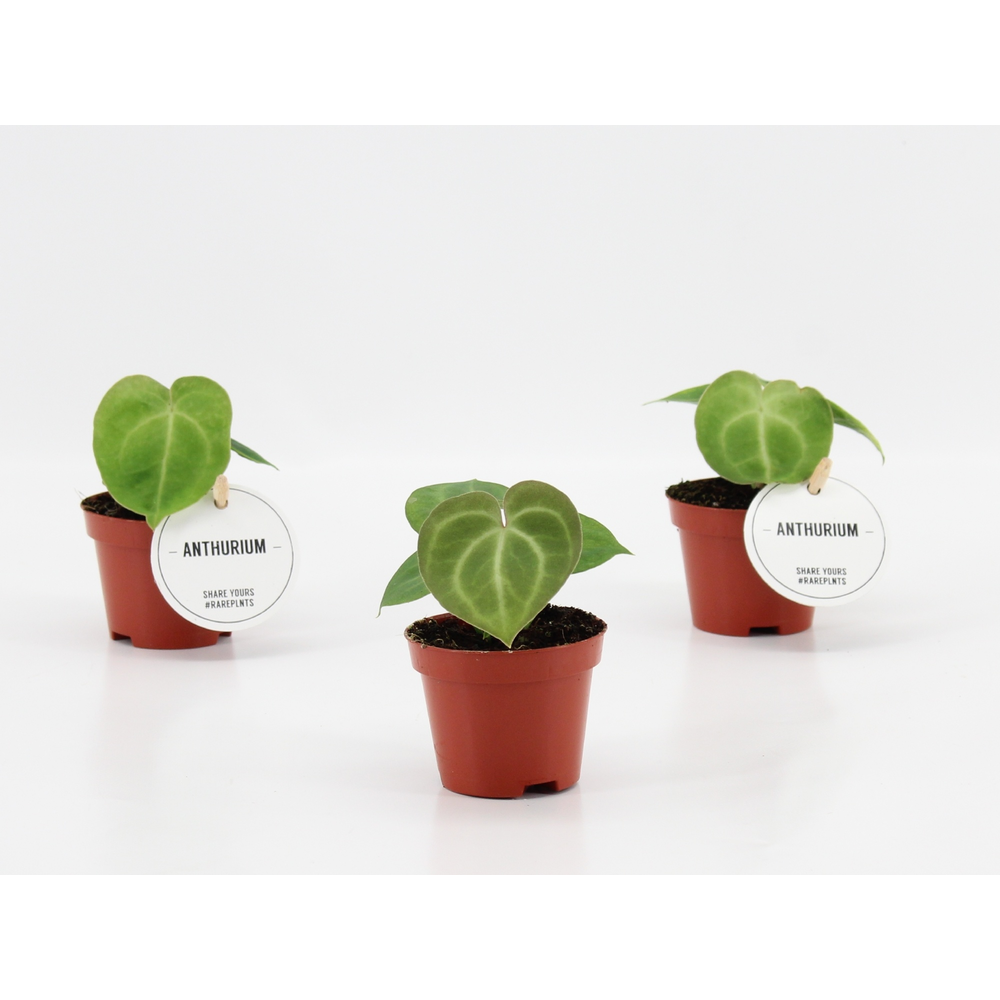 Anthurium Clarinervium.
