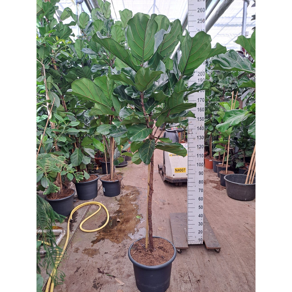 Ficus Lyrata stam 230.
