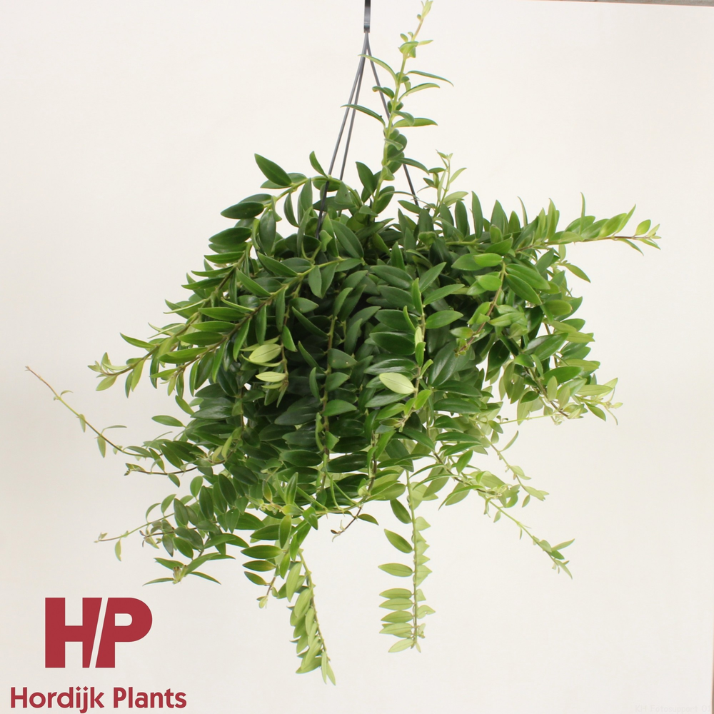 Aeschynanthus 'Caro Improved' - GROEN.