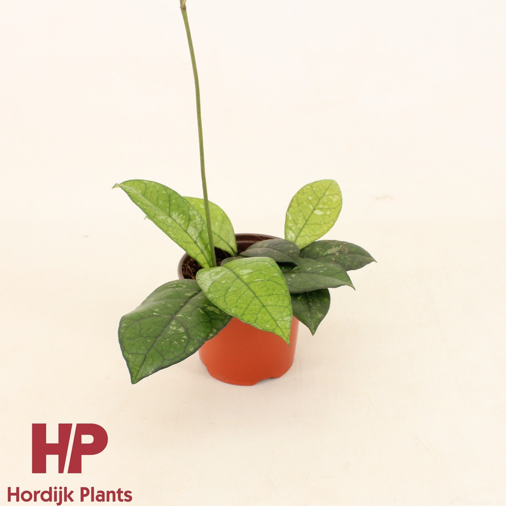 Hoya Crassipetiolata P9.
