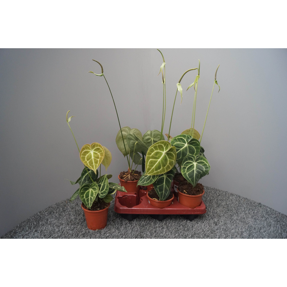 Anthurium clarinervium.