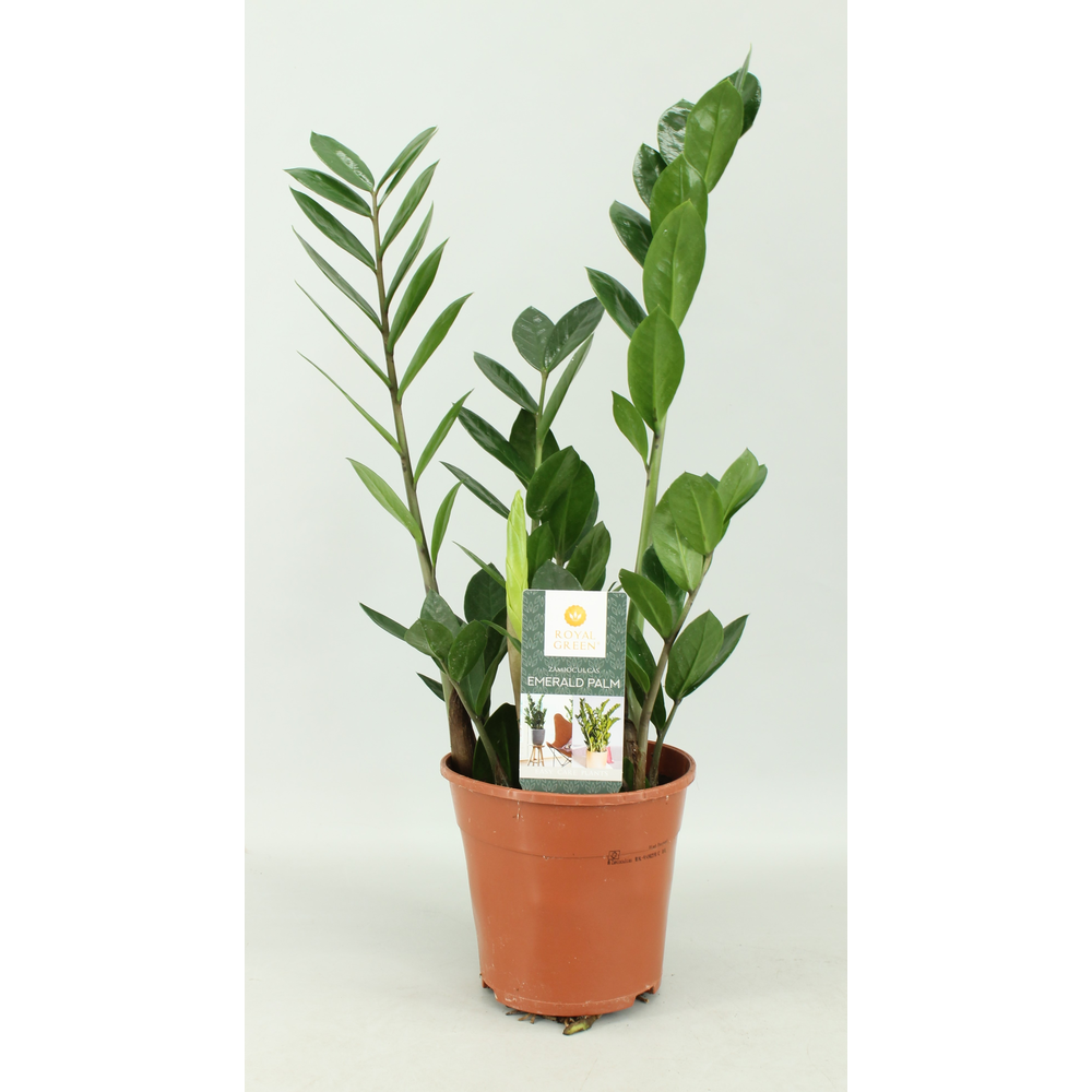 Zamioculcas 14cm.