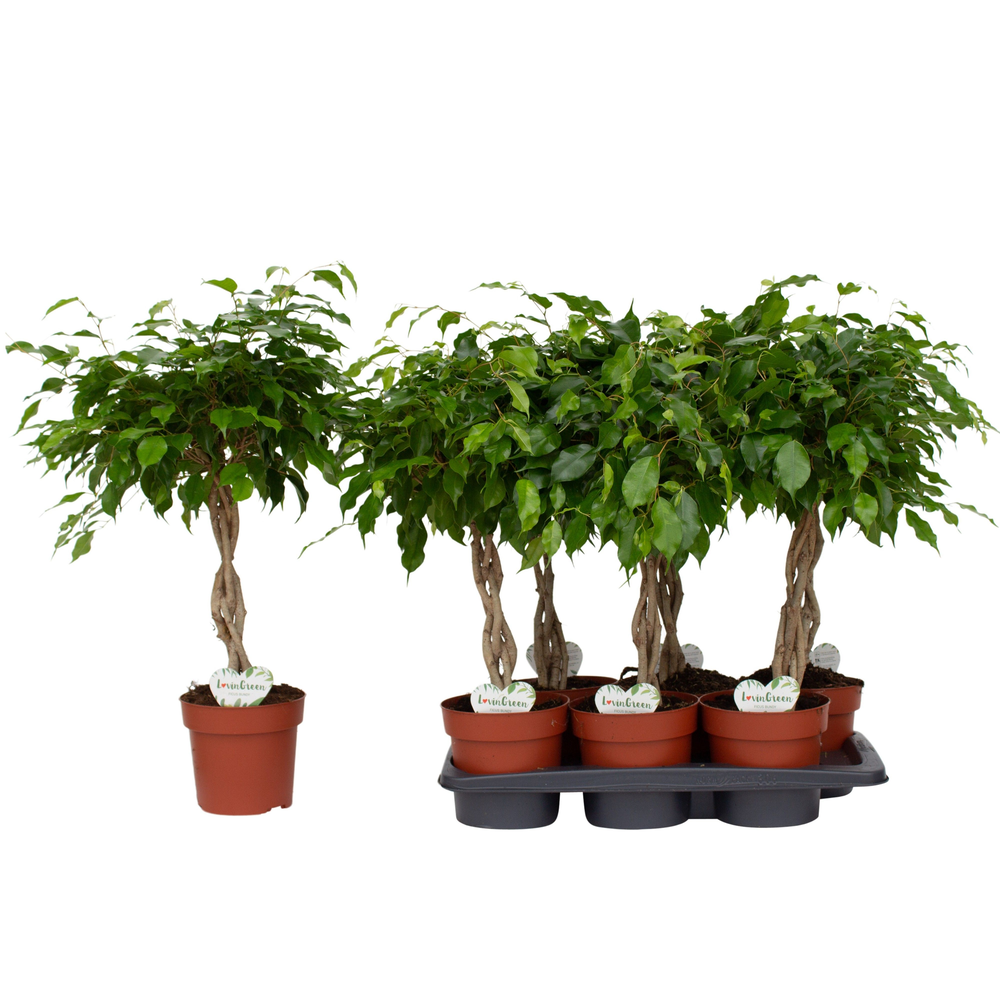Ficus Bundy.