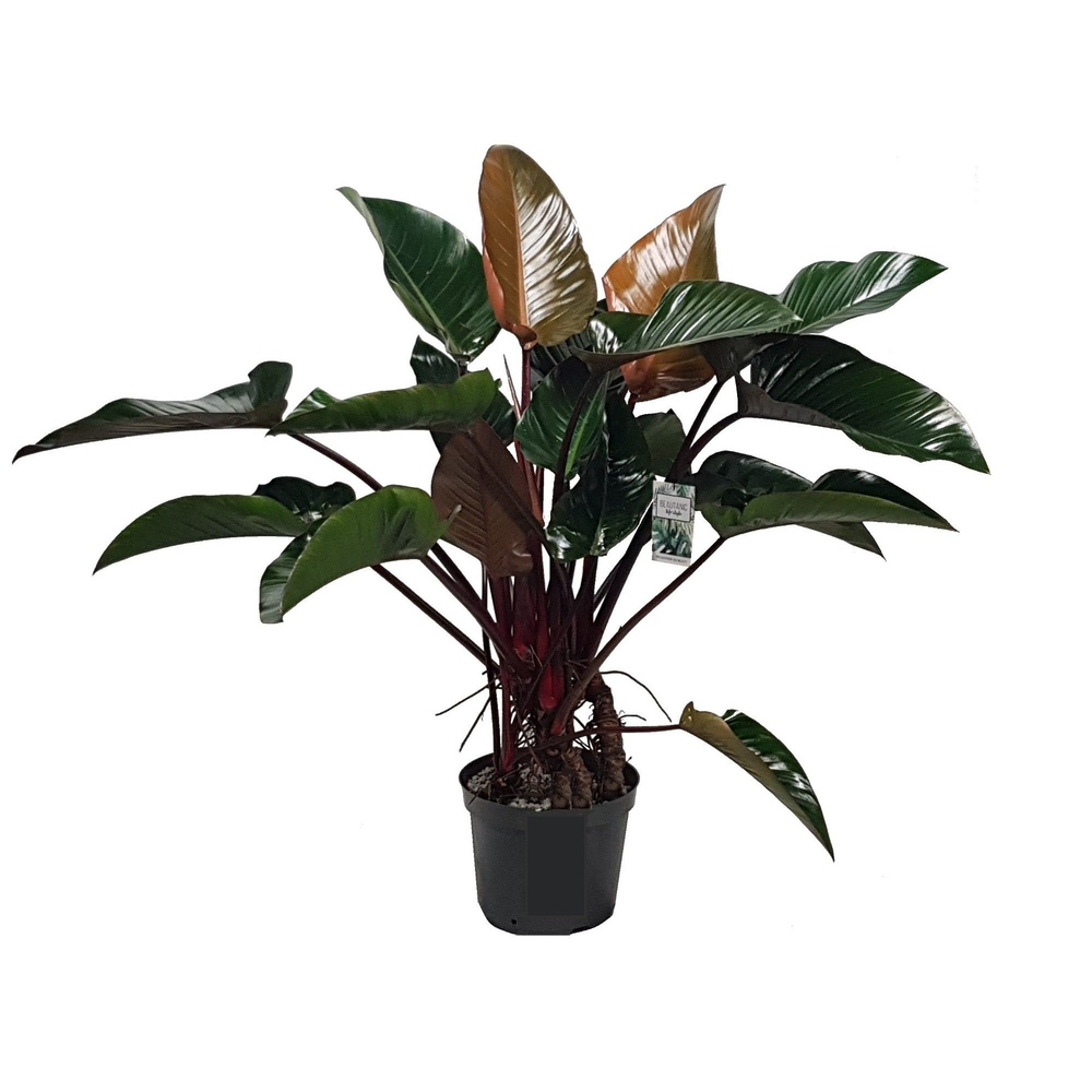 Philodendron Red Beauty.