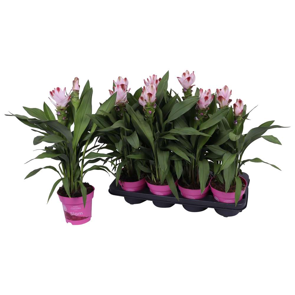 Curcuma Siam Salsa 14 cm - op aanvraag.