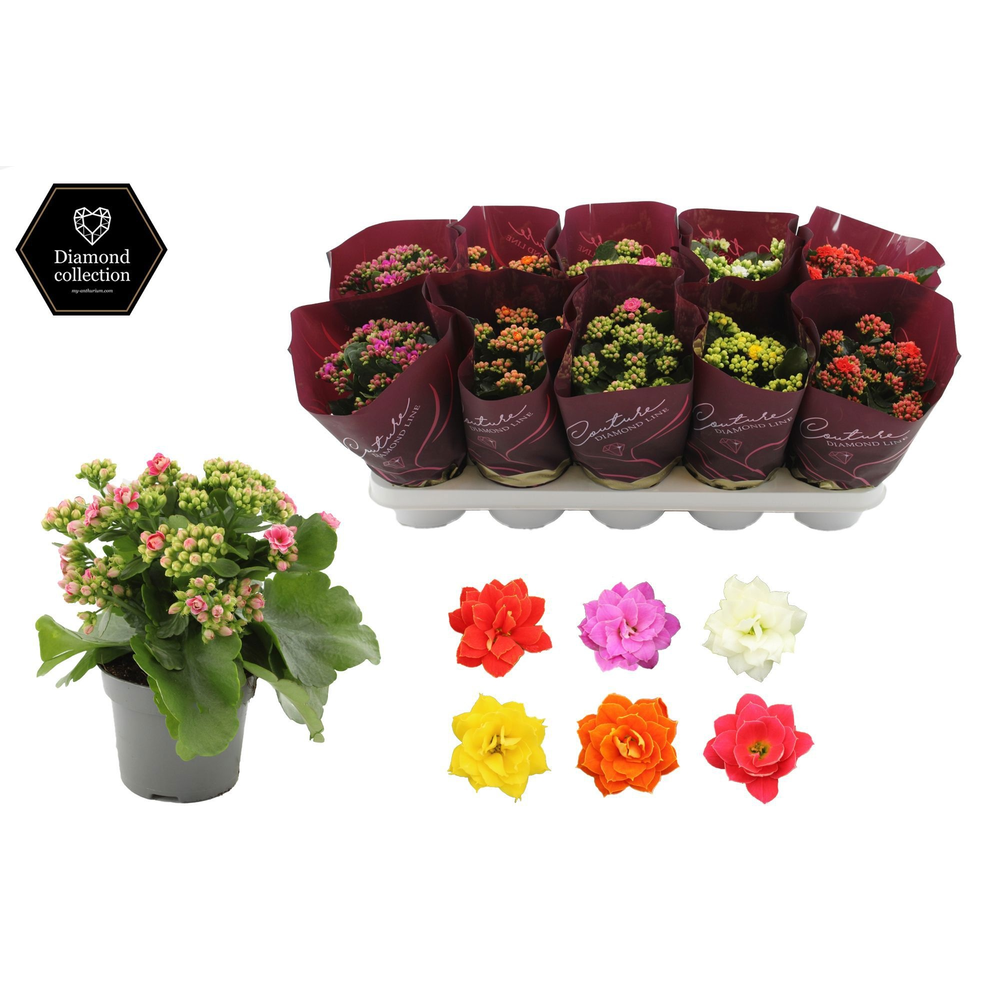 Kalanchoë 5 color mix in Couture Diamond Line Purp.
