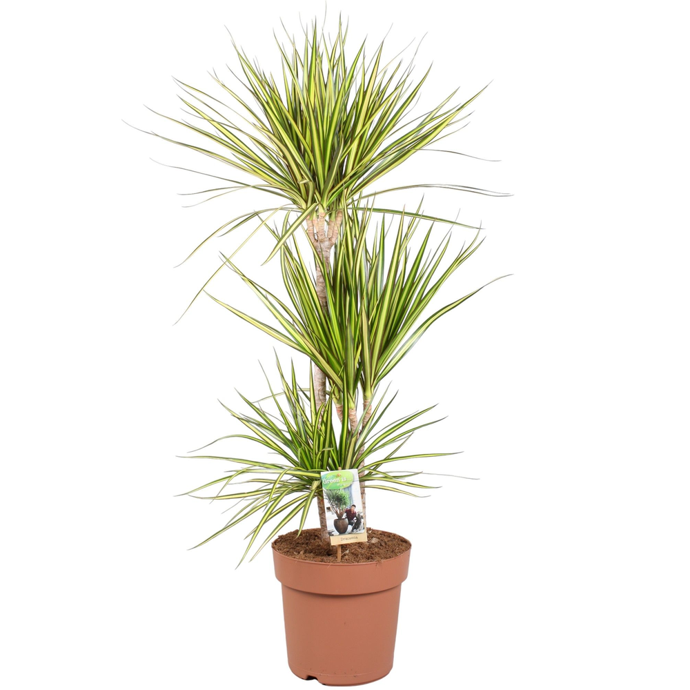 Dracaena Sunray 60-30-15 (p24).