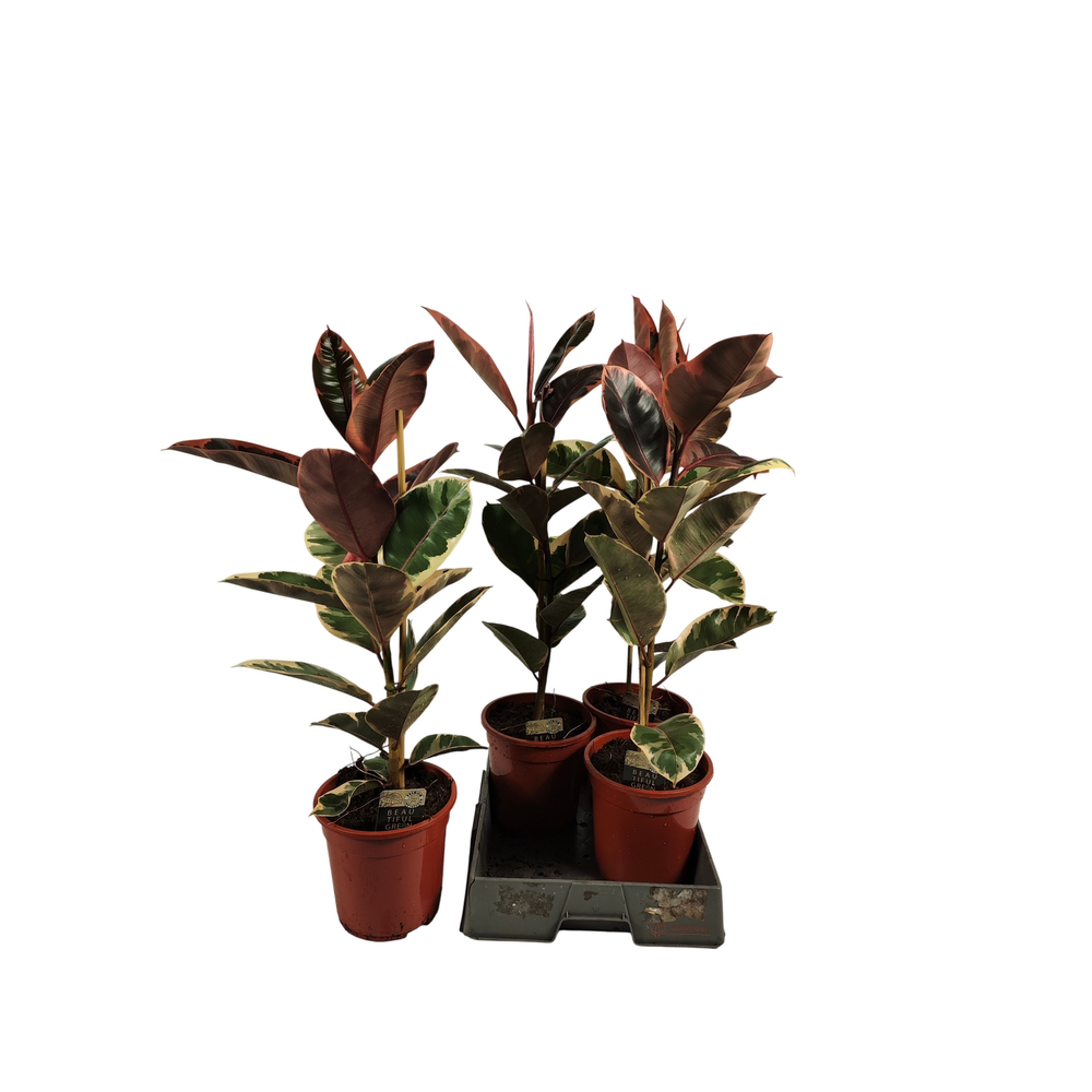 Ficus elastica Belize 85cm.