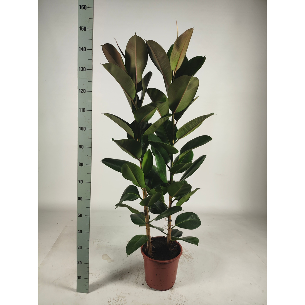 Ficus elastica 'Robusta' toef 2pp.