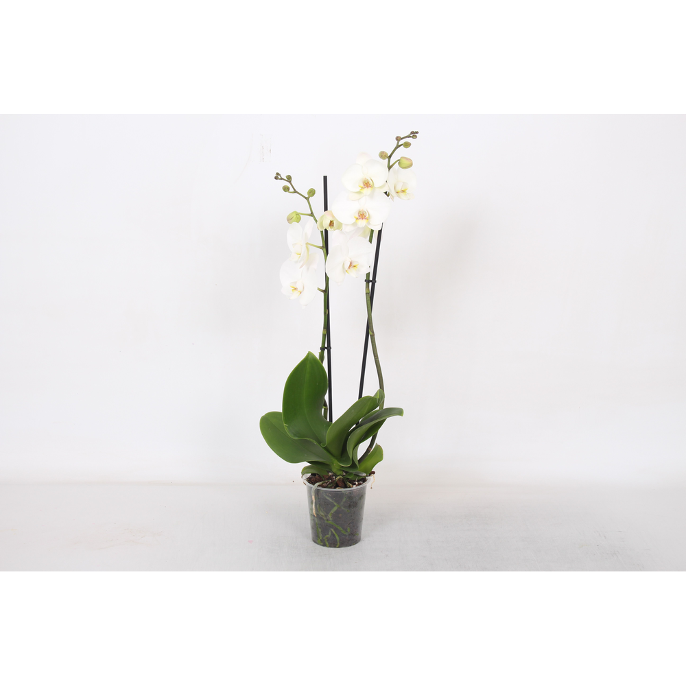 Phalaenopsis White, 2-spike 18+.