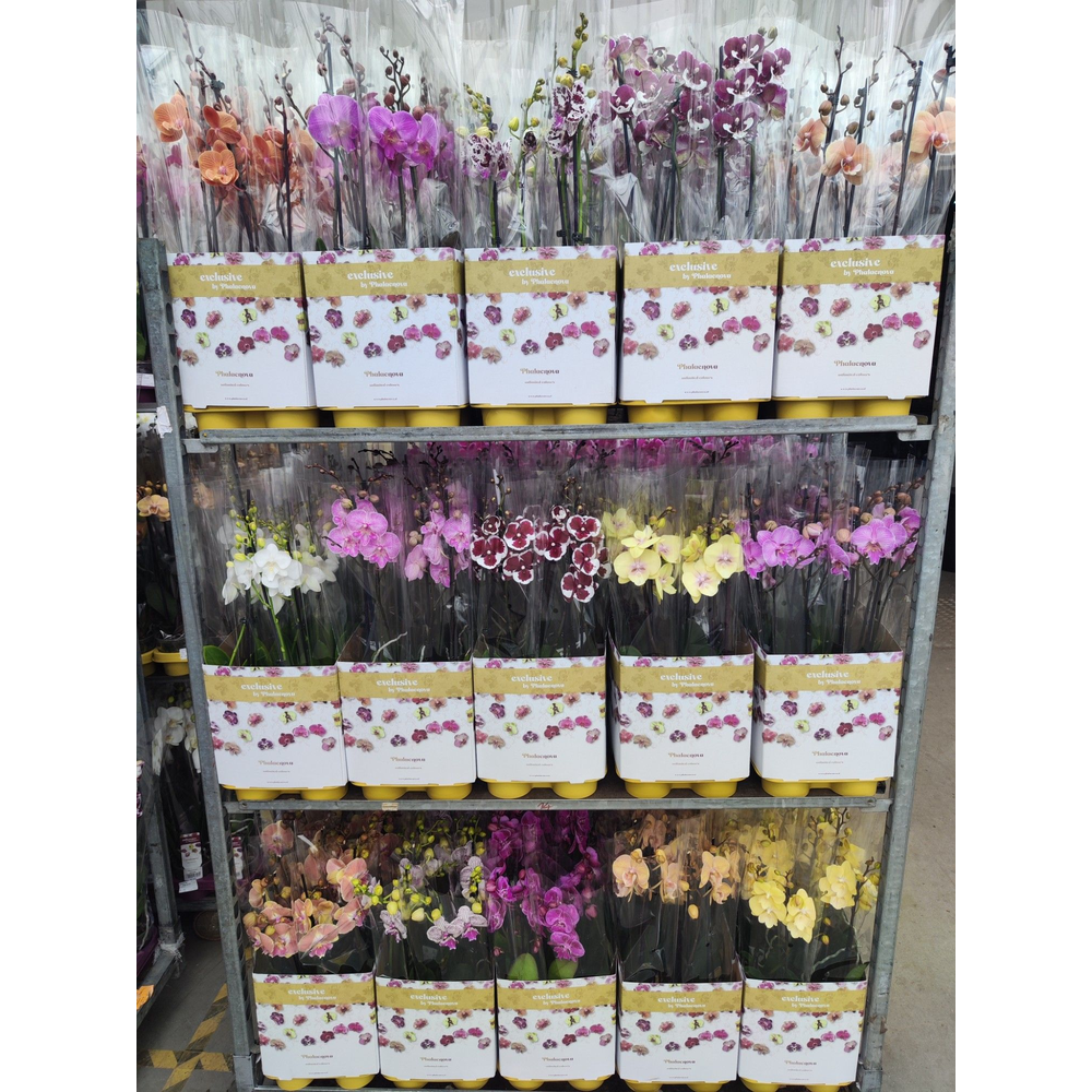 Op kleur 15 kleuren BIGLIP 60CM.