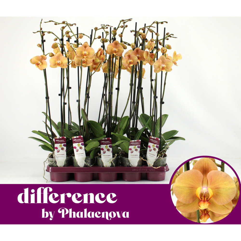 Karina 2-tak 70cm (GROEN).