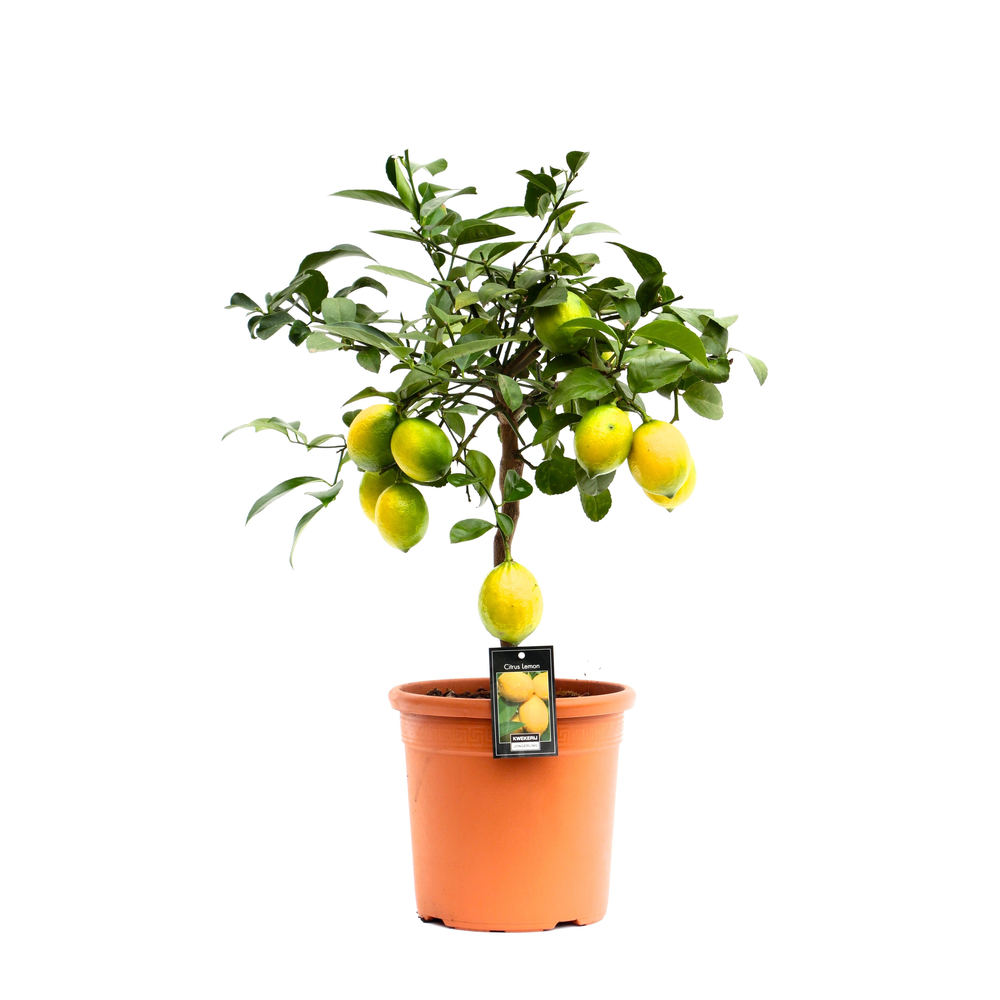 Citrus Meyer.
