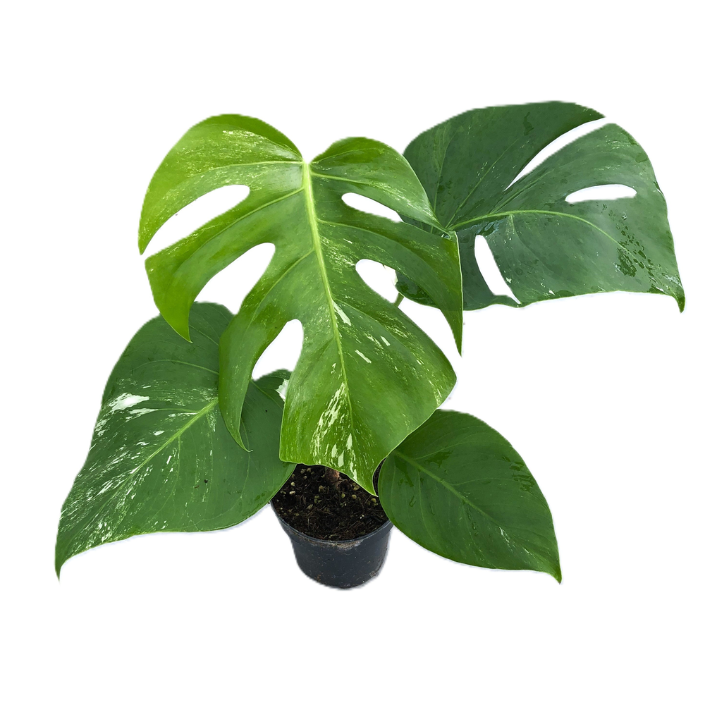 Monstera variegata (licht bont) 12cm.