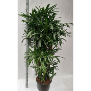 Rhapis excelsa hy.