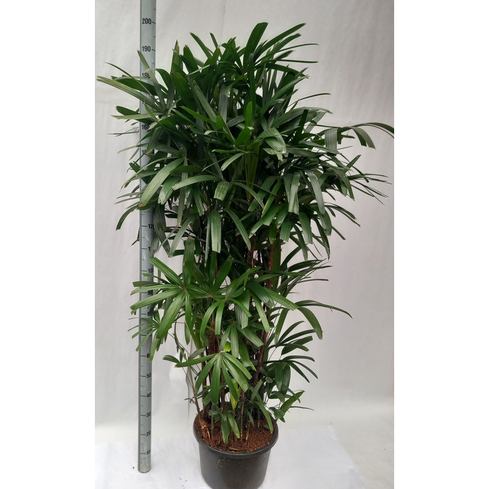 Rhapis excelsa hy.