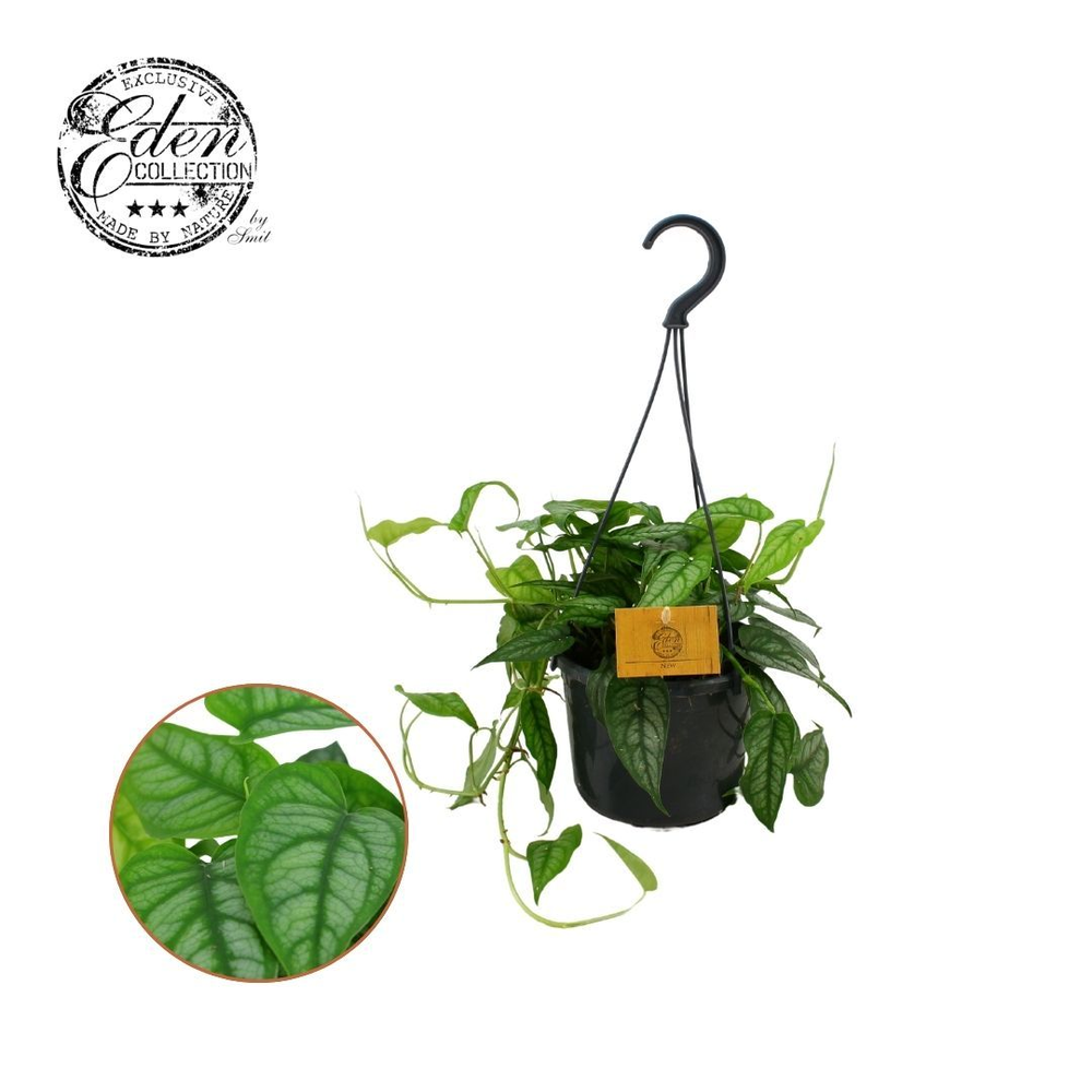 Monstera Siltepecana 15cm HP.