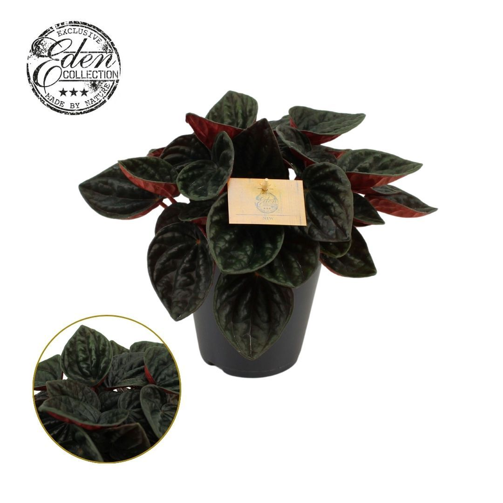 Peperomia rojo Grande 15cm.
