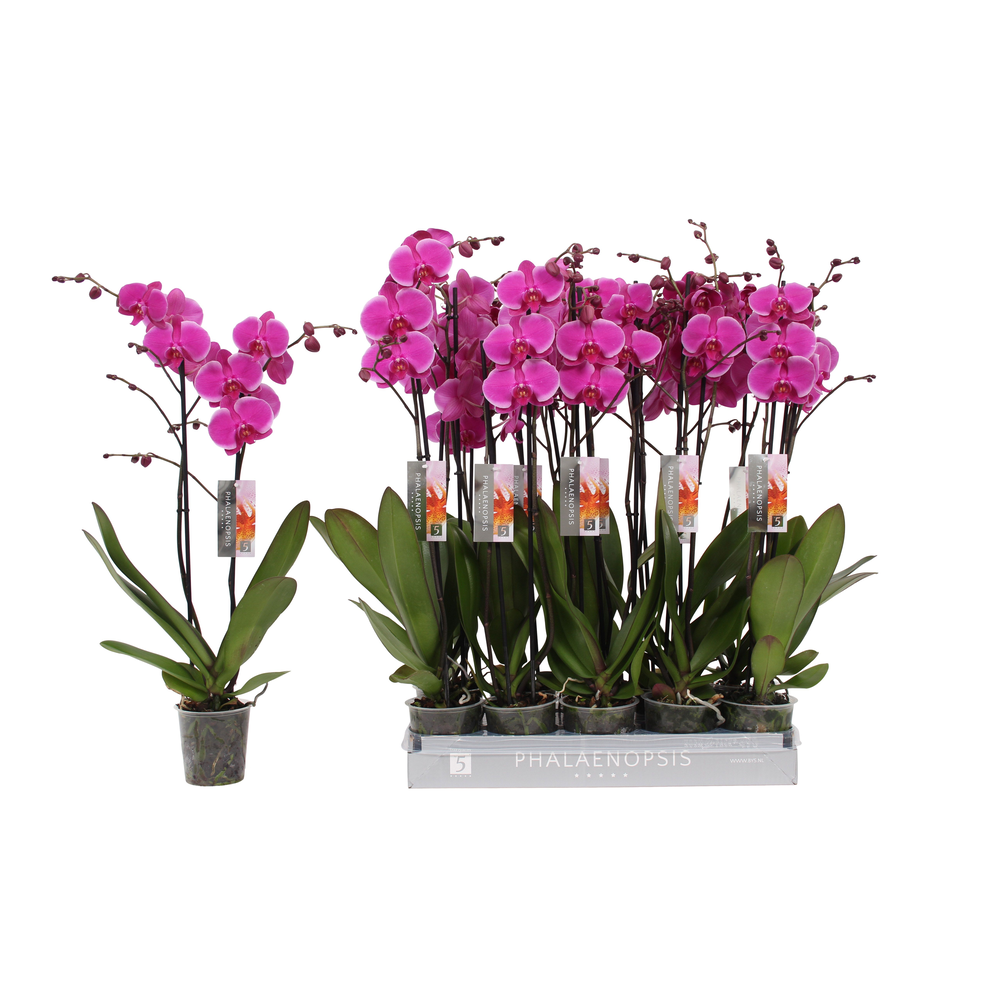 Phalaenopsis Johannesburg, 2-spike 18+.