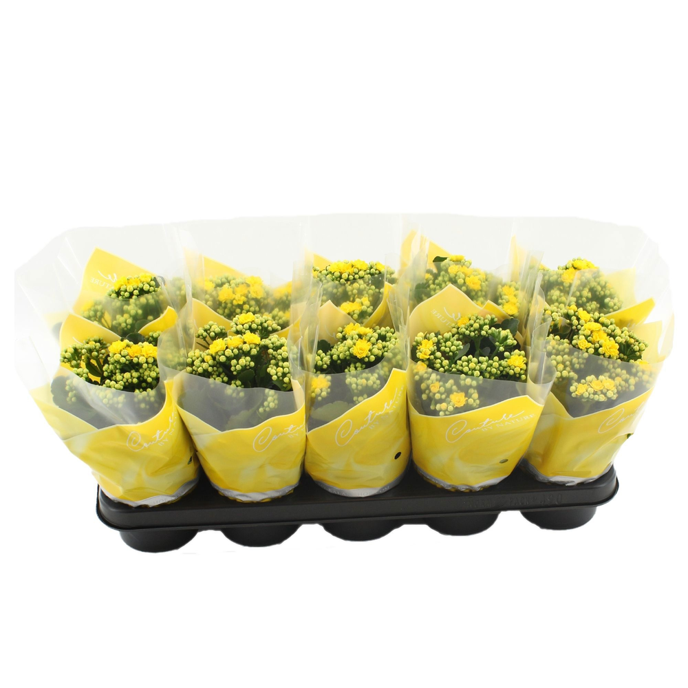 Kalanchoë Perfecta Yellow in Couture sleeve yellow.
