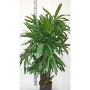 Rhapis excelsa hy.