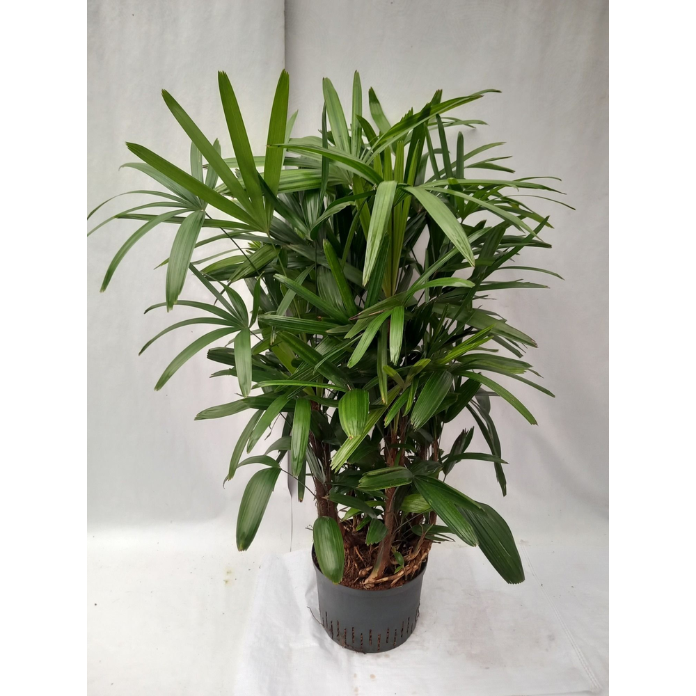 Rhapis excelsa hy.