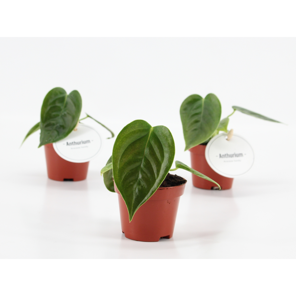 Anthurium Veitchii.