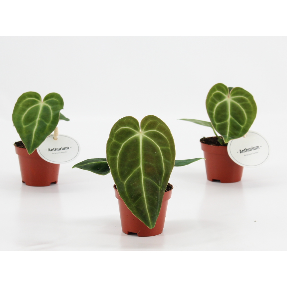Anthurium Regale.