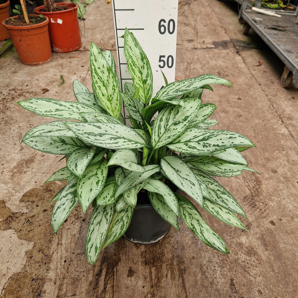 Aglaonema Silver Queen.