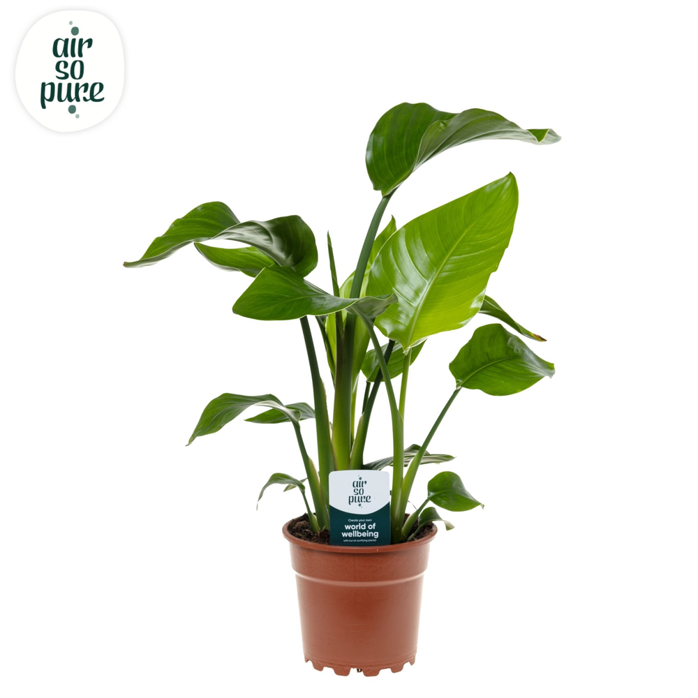 Strelitzia Nicolai p17 Air So Pure.