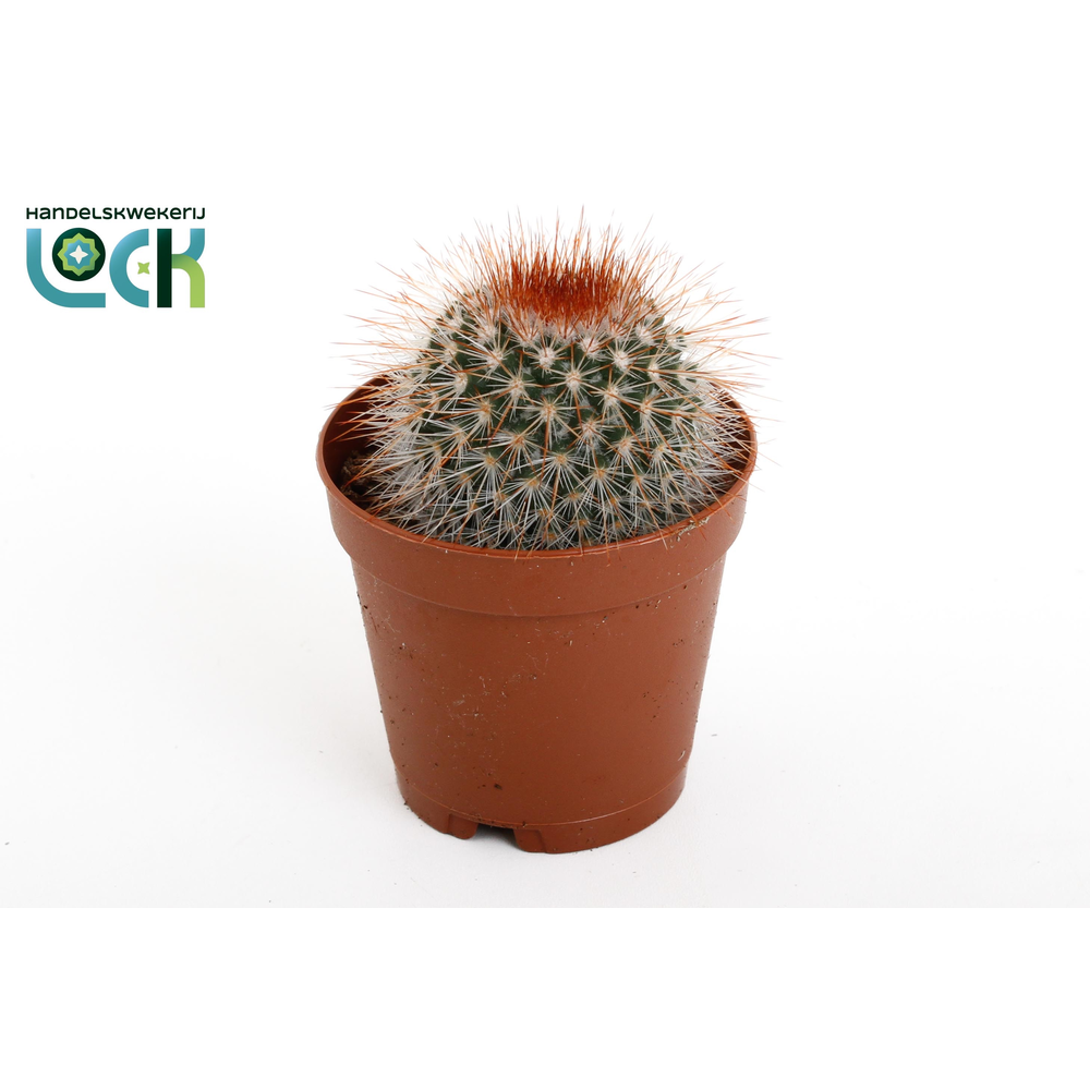 Mammillaria Spinosissima.