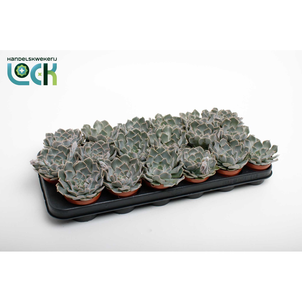 Echeveria Agnes.