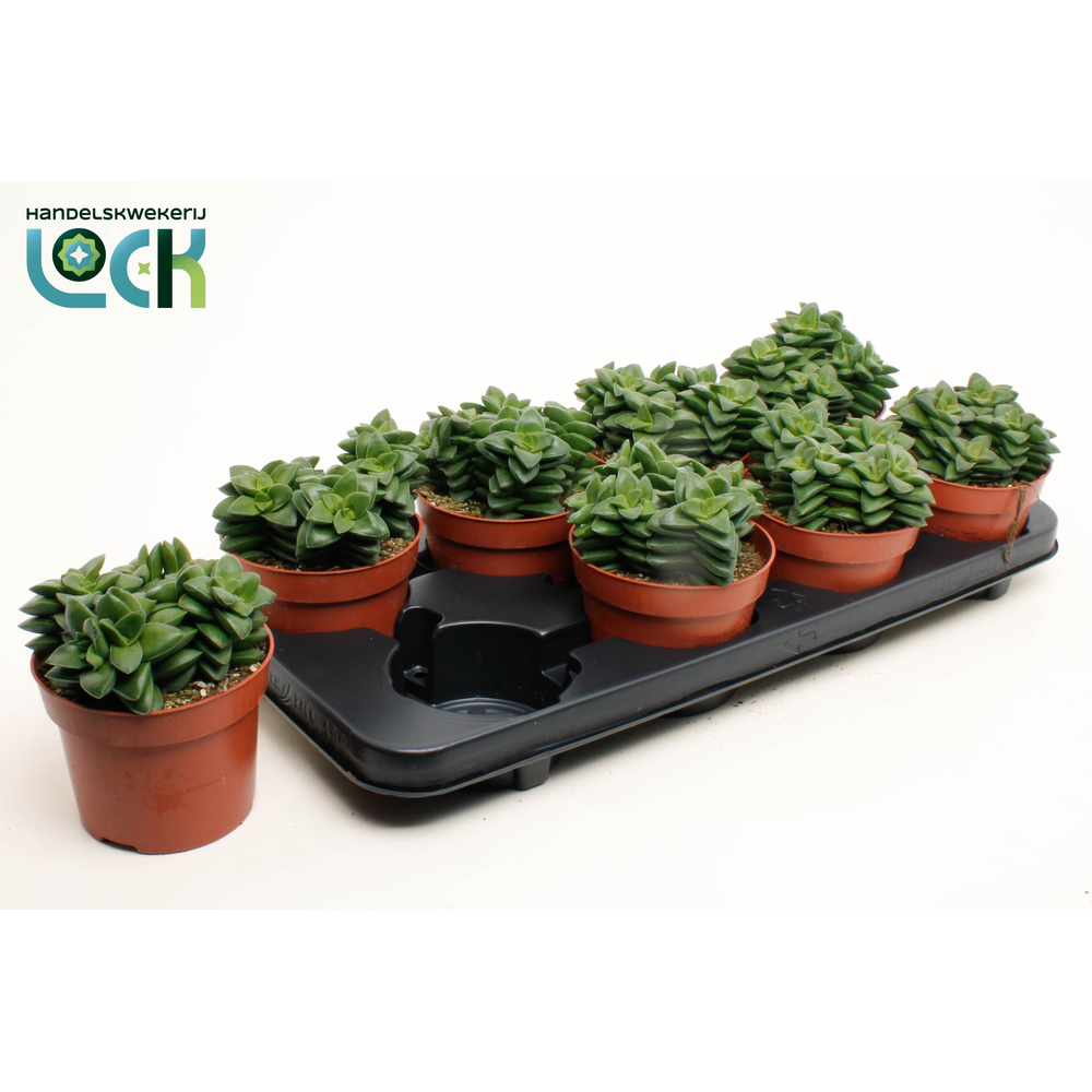 Crassula Spring Time.
