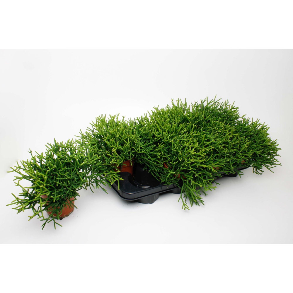 Rhipsalis Heteroclada.